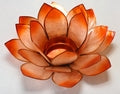 Lotus Stage Orange (Chakra 2), mellem