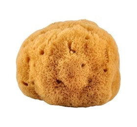 Natursvamp 14-16 cm fra Caribien